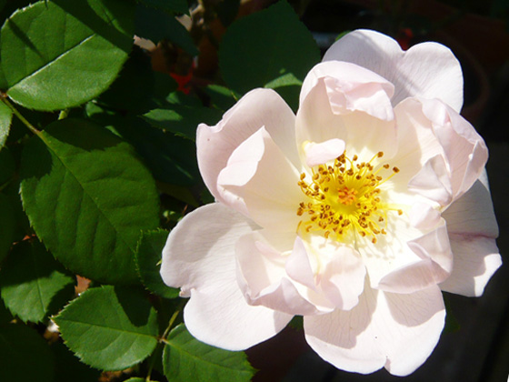 ピーチブロッサム バラ図鑑 NOIBARA